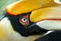 DSC_3796v1hornbillweb.jpg