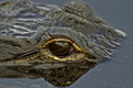 Gator Eye Reflection