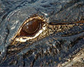 Gator Eye