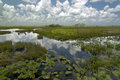 Everglades Reflections
