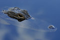 _DSC9508v1a.jpg