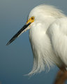 DSC_5144v1.jpg