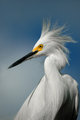 DSC_5185v1.jpg