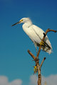 DSC_5203v1.jpg