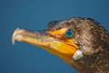 DSC_7638v1.jpg
