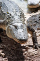 Alligators!.jpg
