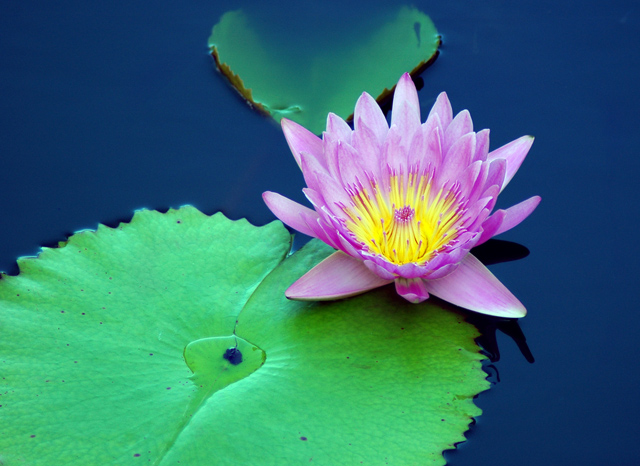 Lily