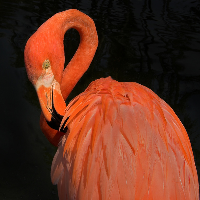Pink on Black