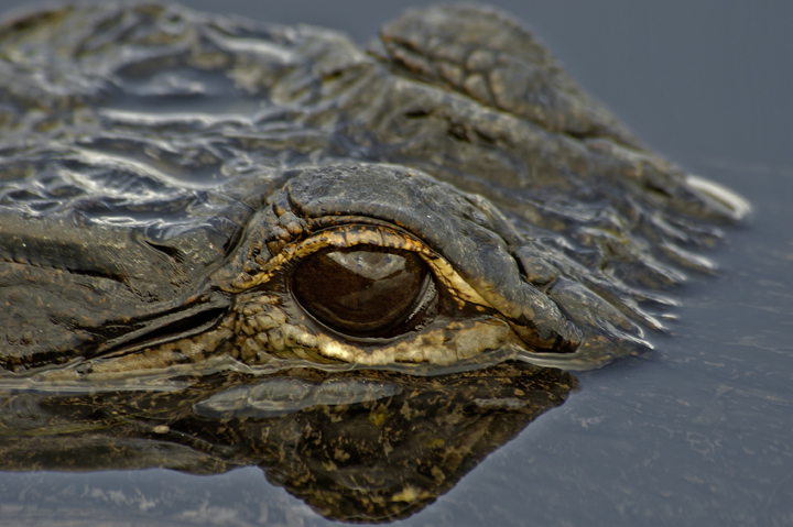 Gator Eye Reflection