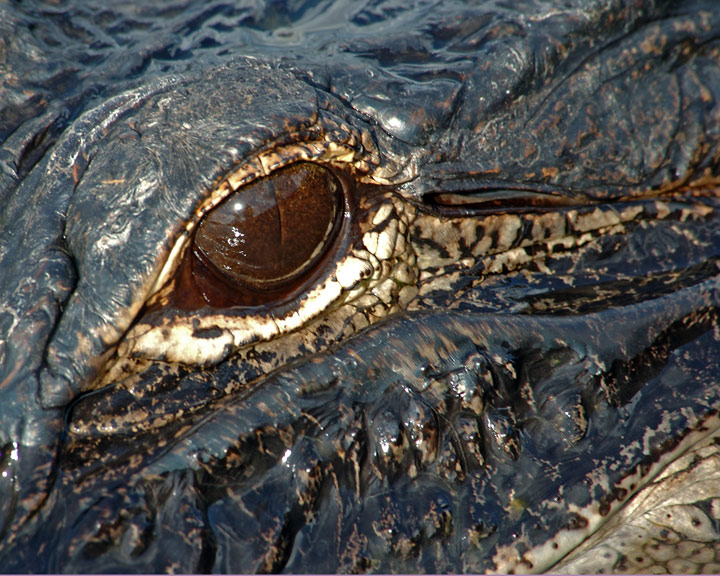 Gator Eye