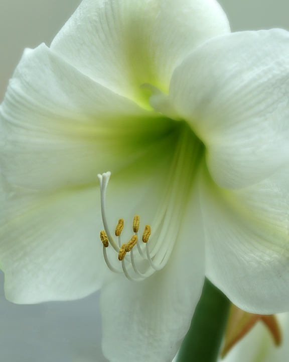 DSC_4508v1Fairchild-Flower.jpg