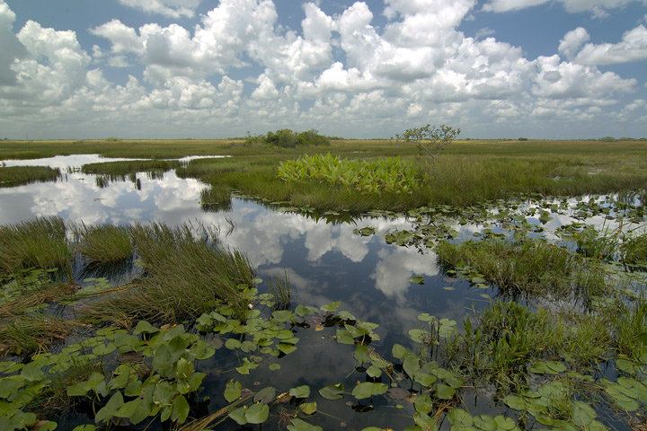 Everglades Reflections