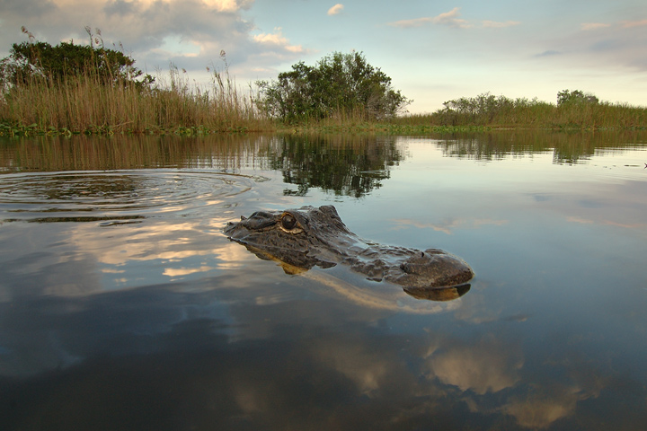 DSC_4632v1.jpg