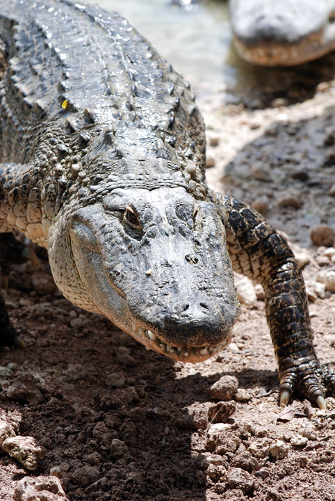 Alligators!.jpg
