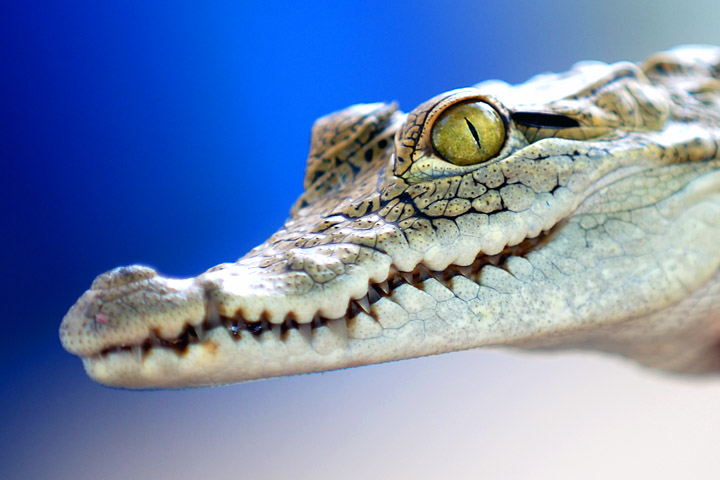 Baby American Crocodile.jpg