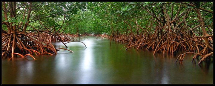 Mystical Mangroves