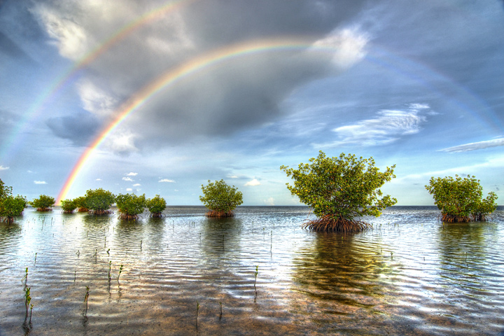 Rainbows and Mangroves