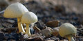 fungi.JPG