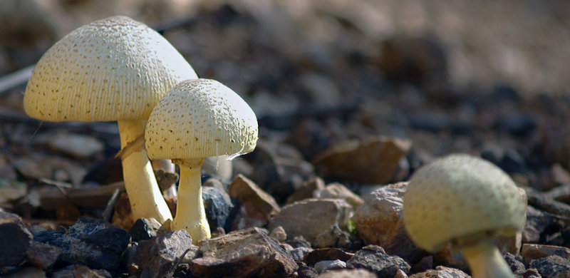 fungi.JPG