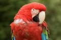 Green Winged Macaw