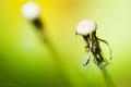 The Dying Dandelion