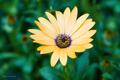 Minature Sunflower