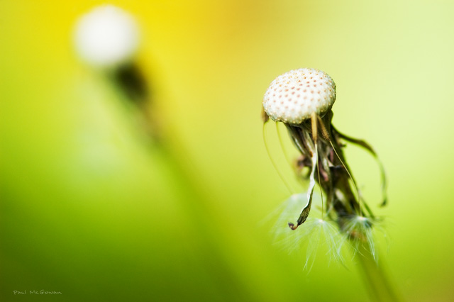 The Dying Dandelion