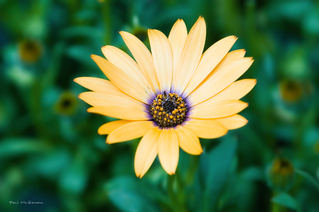 Minature Sunflower