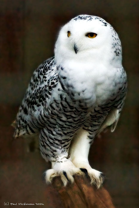 Snowy Owl