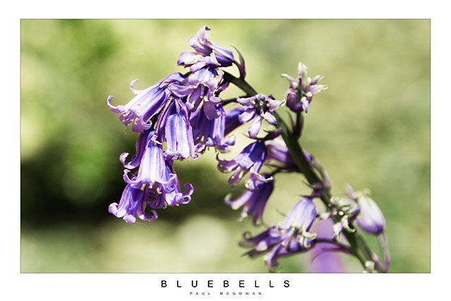 Bluebells