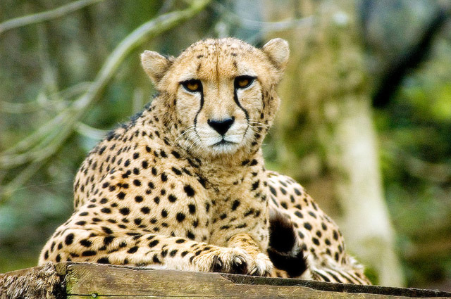 Cheetah
