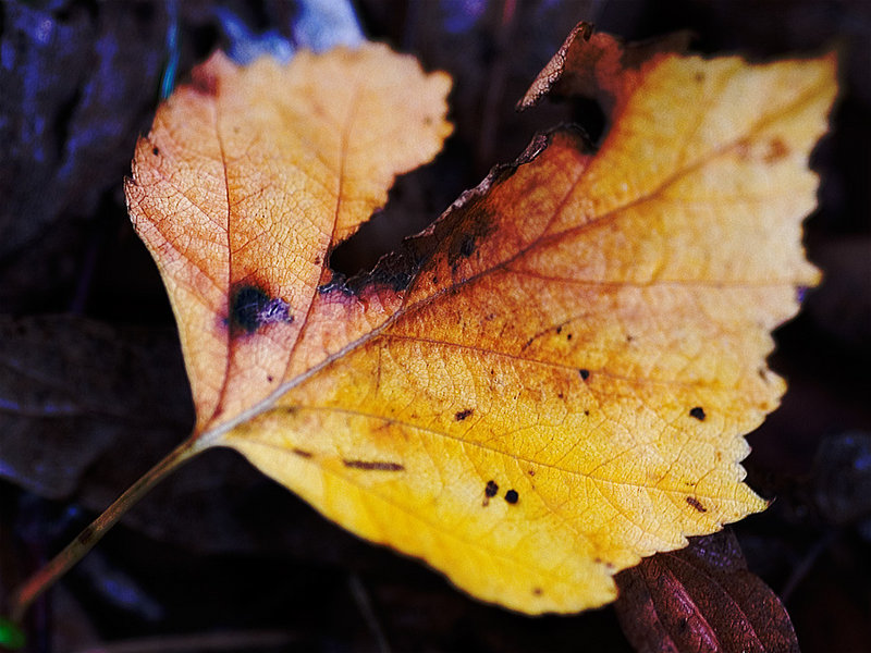 Autum Leaf