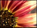 Sunflower.jpg