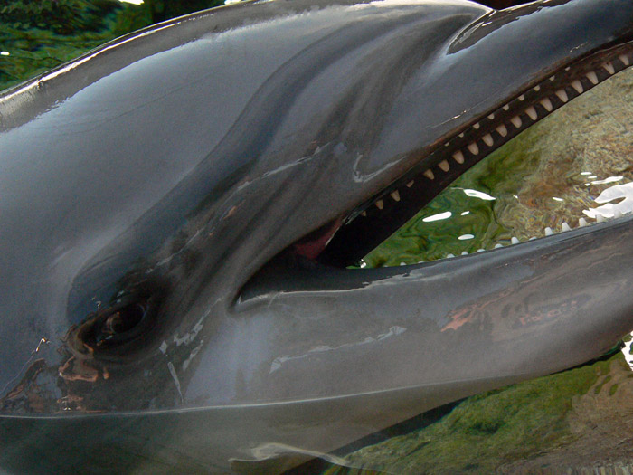 sea world 163 resized.jpg