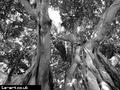 Valencia - Centenary Tree 1