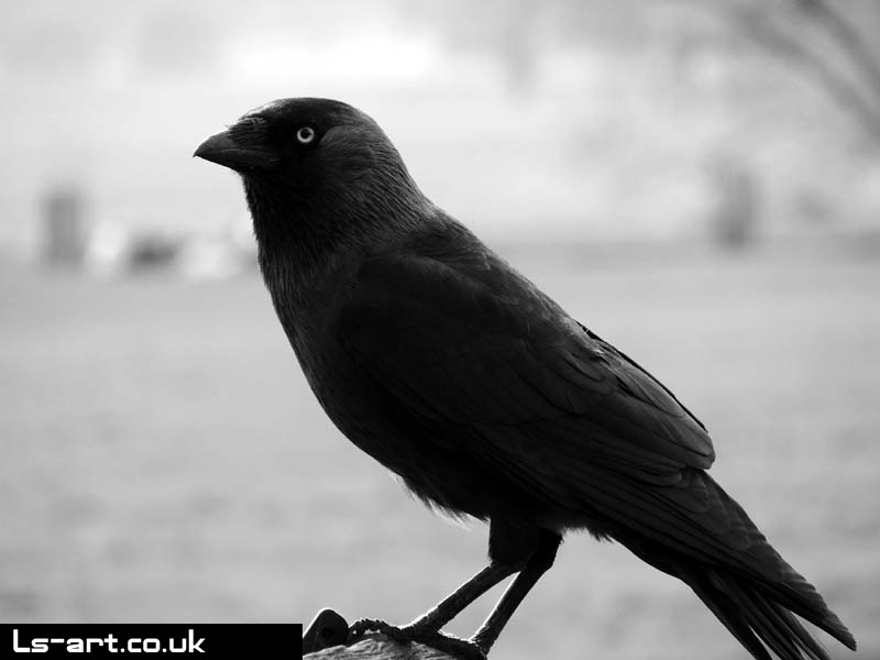 The Raven