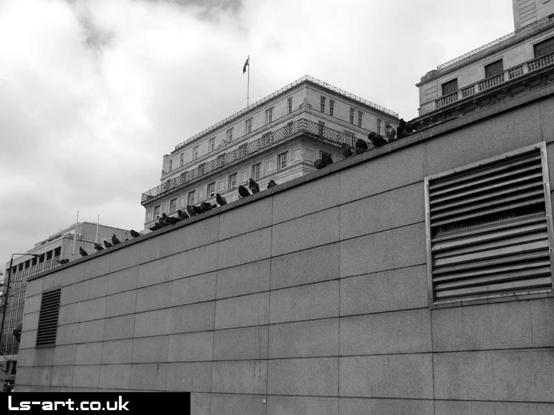 Observer Birds