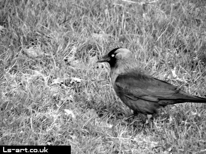 Richmond Park Bird