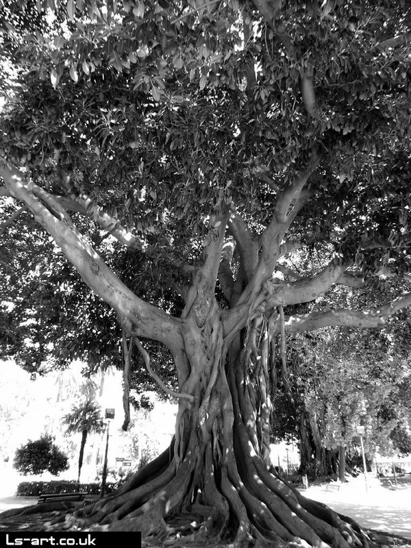 Valencia - Centenary Tree