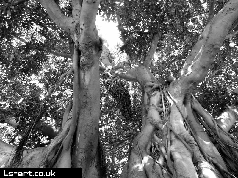 Valencia - Centenary Tree 1