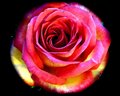 Rose-CS2