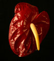 Chili