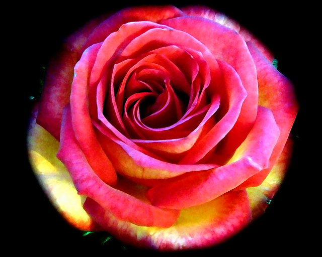 Rose-CS2