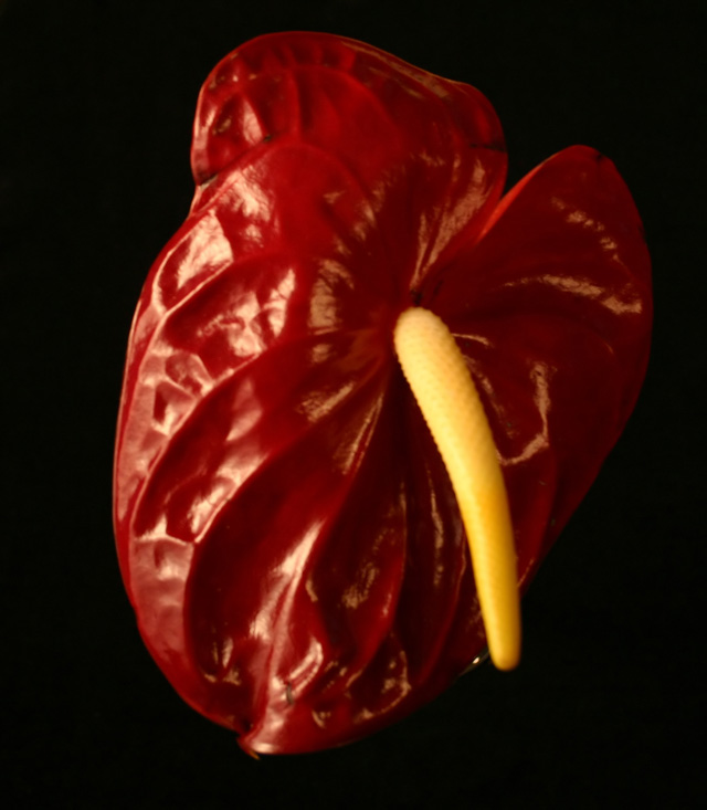 Chili