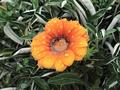 Flower After The Rain