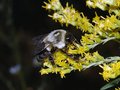 Bumblebee On Goldenrod