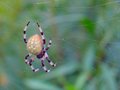 Stripey-Legged Spider