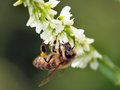 Gathering Pollen