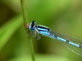 Damsel Fly