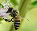 The Pollen Gatherer